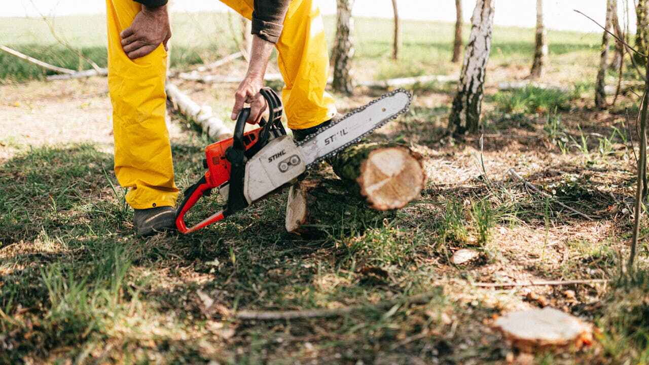 Large Tree Removal in Camdenton, MO